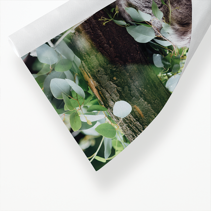 Koala sleeping on a tree branch - Art Print