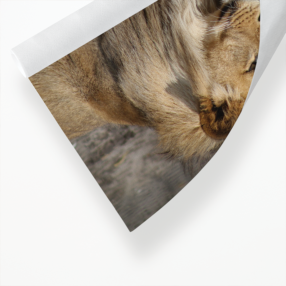 Two lions snuggling up to each other  - Art Print