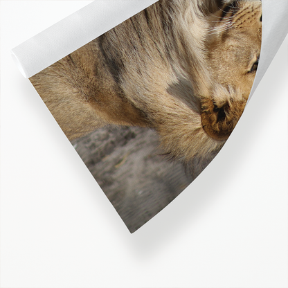 Two lions snuggling up to each other  - Art Print