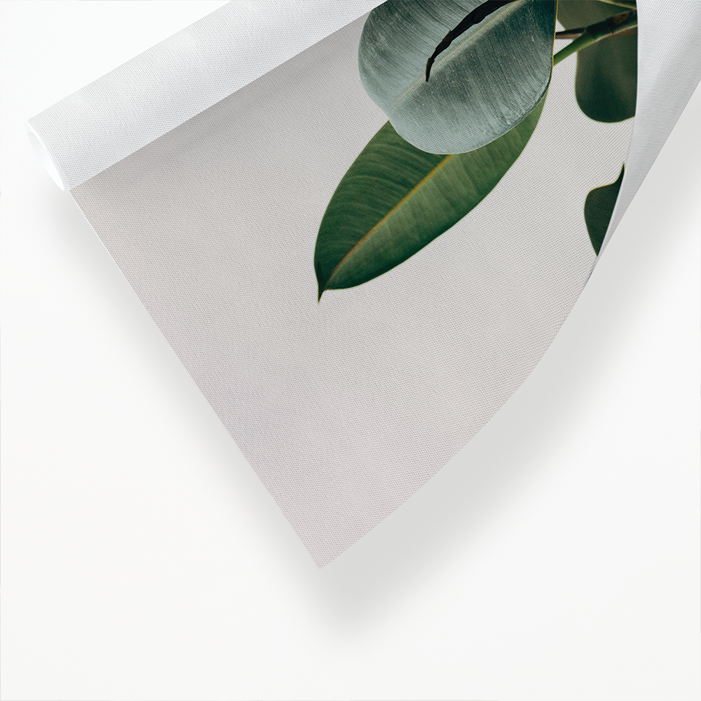 indoor Rubber Plant - Art Print