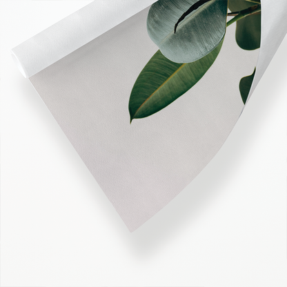 indoor Rubber Plant - Art Print