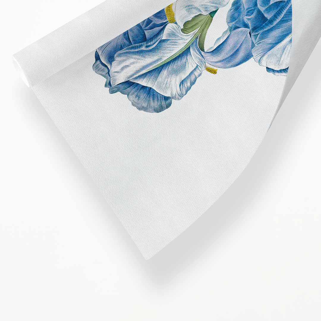 Iris Pallida By Pierre-Joseph Redouté - Art Print