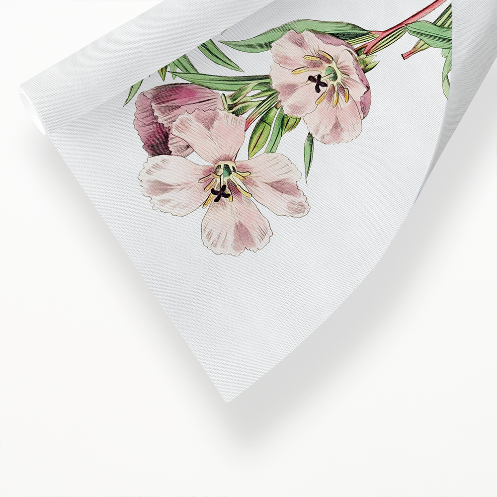 Pale Corona Amaryllis - Art Print