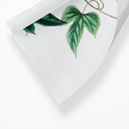 The male jalap - Art Print