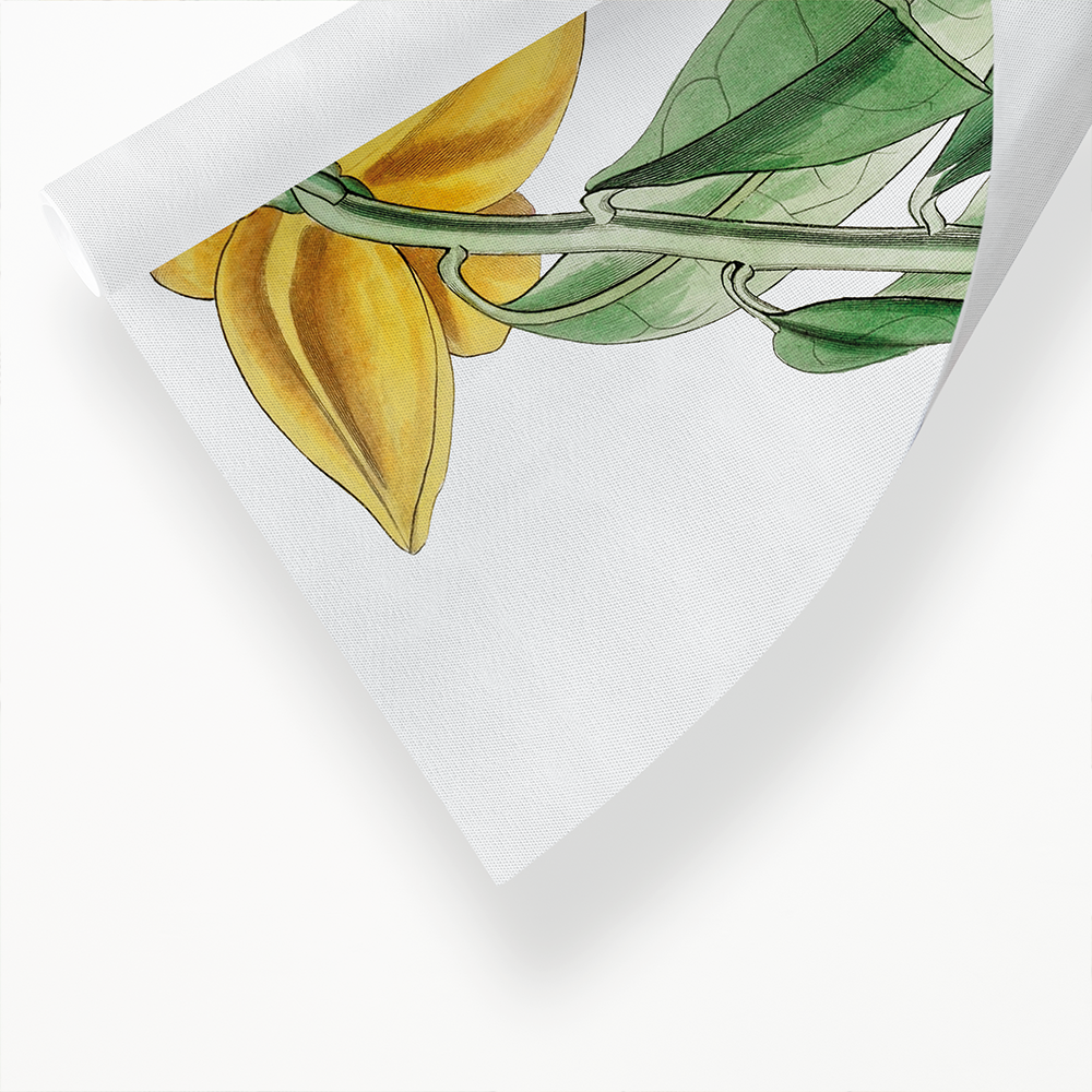 Laurel-leaved custard apple - Art Print
