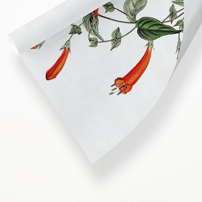 Heart-leaved manettia - Art Print