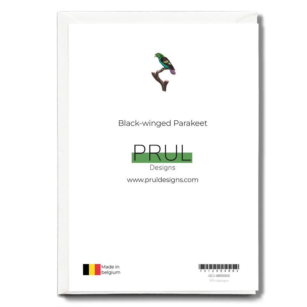 Black-winged Parakeet - Wenskaart
