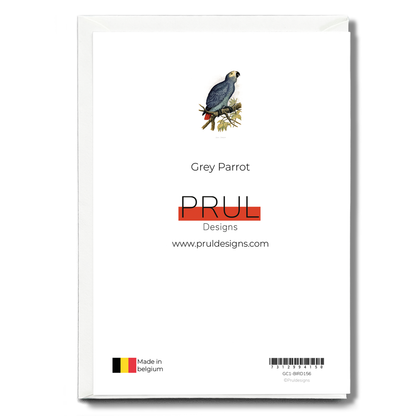 Grey Parrot - Wenskaart