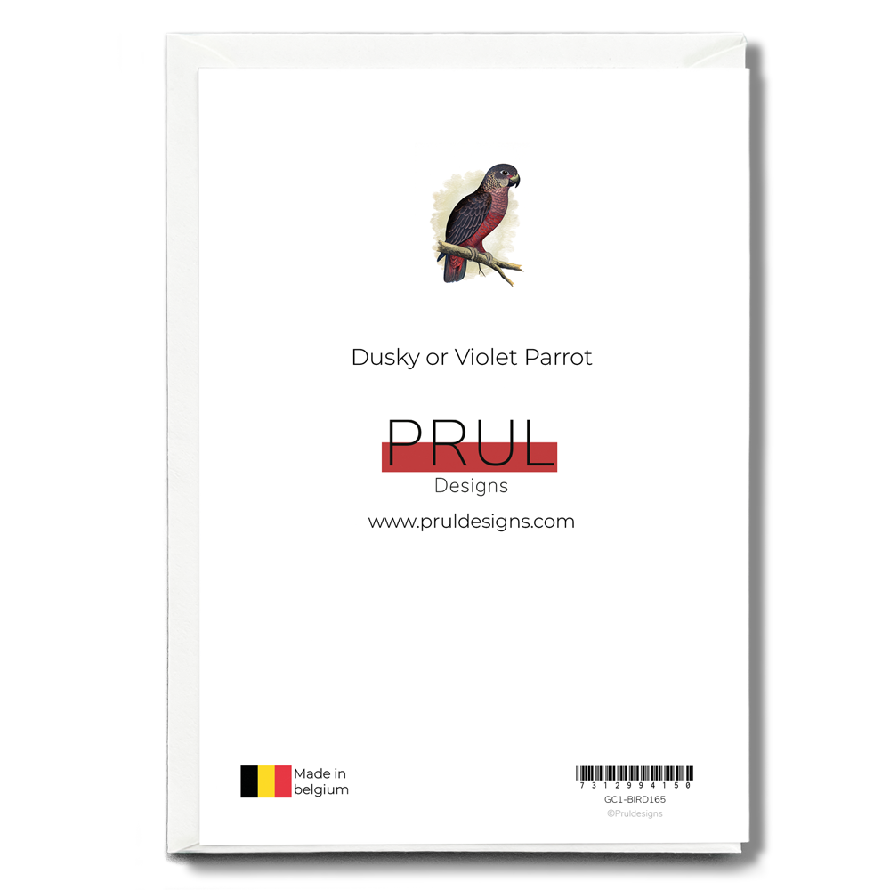 Dusky or Violet Parrot - Wenskaart