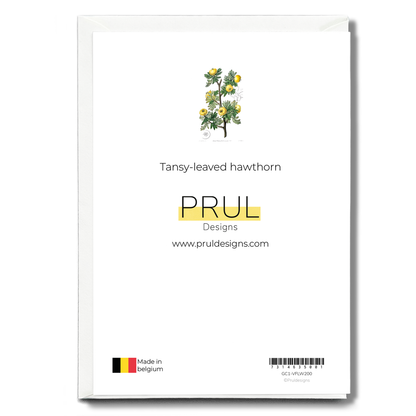 Tansy-leaved hawthorn - Wenskaart
