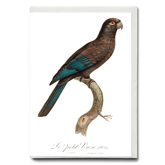 Black Parrot - Wenskaart
