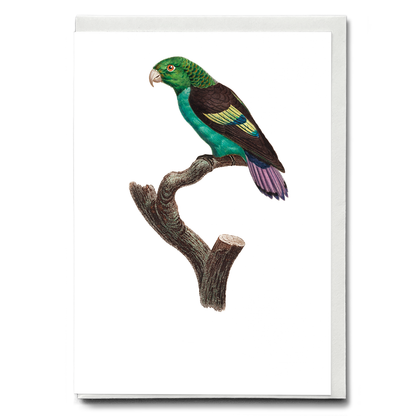 Black-winged Parakeet - Wenskaart