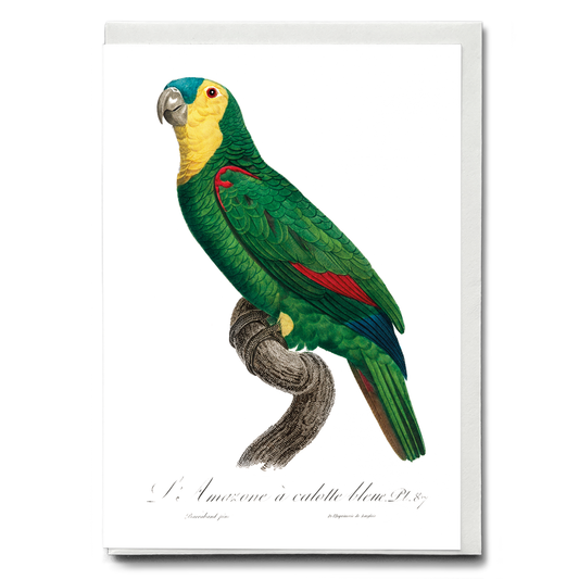 Blue-Fronted Amazon Parrot - Wenskaart