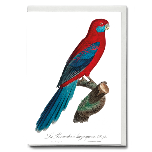 Crimson Rosella  - Wenskaart