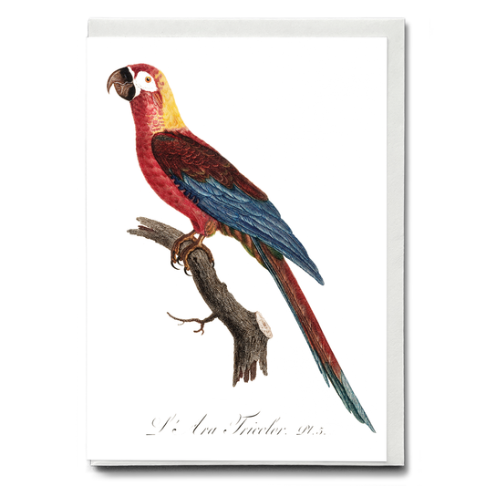 Cuban Macaw, Ara tricolor - Wenskaart