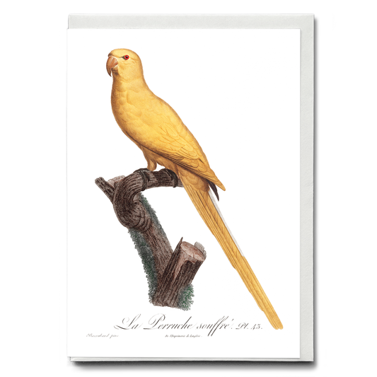 Lutino Parakeet - Wenskaart