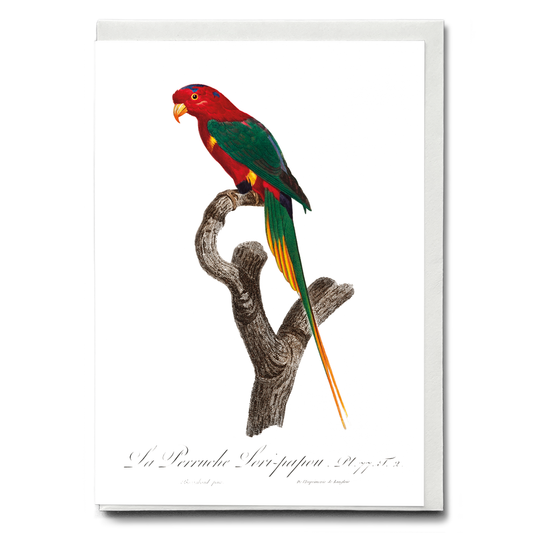 Papuan Lorikeet   - Wenskaart
