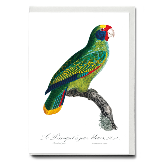 Red-and-Blue Amazon, Amazona caeruleocephala  - Wenskaart