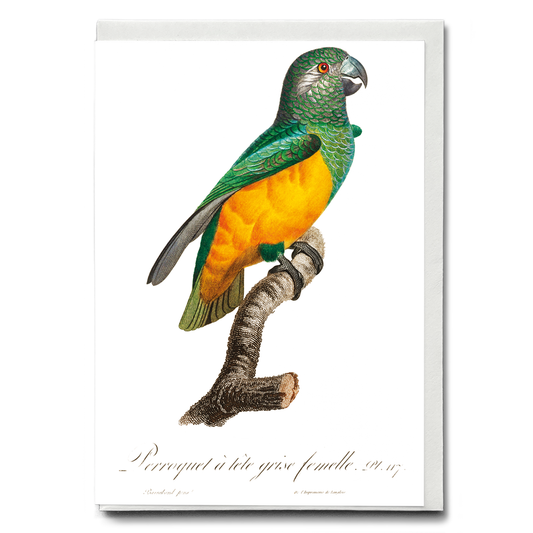 Senegal Parrot III - Wenskaart