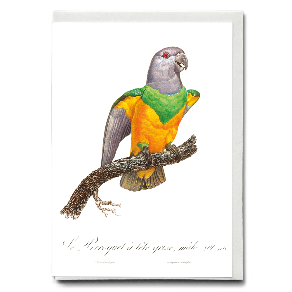 Senegal Parrot I - Wenskaart