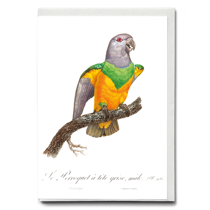 Senegal Parrot I - Wenskaart