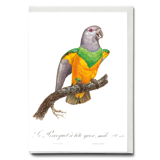 Senegal Parrot I - Wenskaart