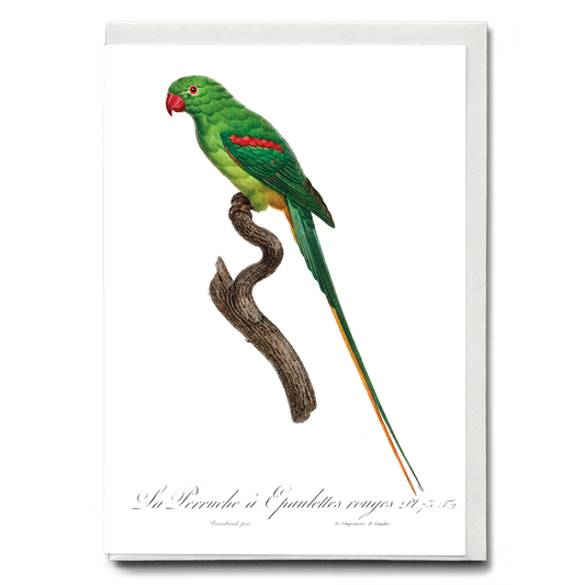 The Alexandrine Parakeet  - Wenskaart
