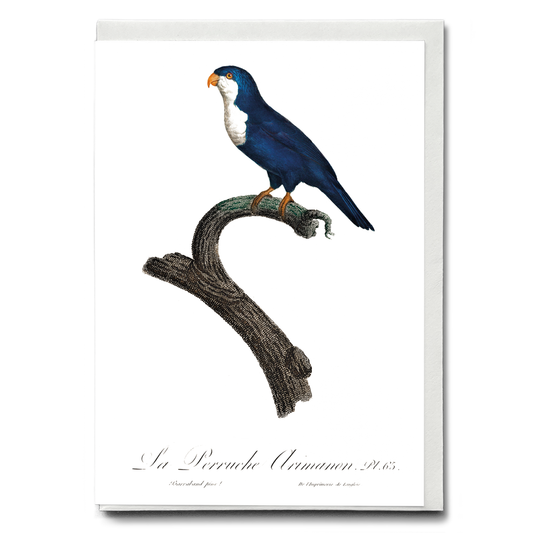 The Arimanon Parakeet   - Wenskaart