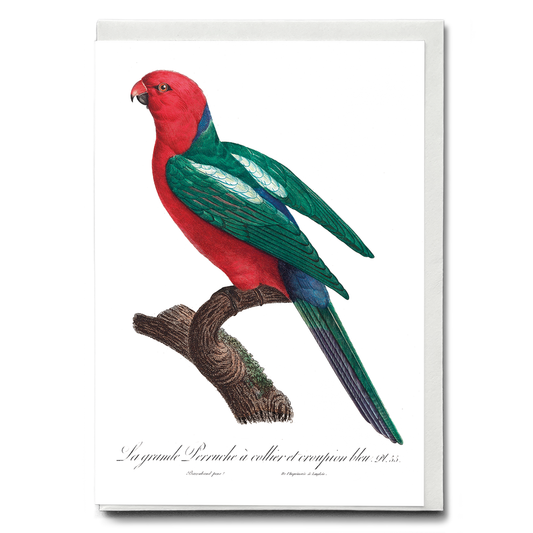 The Australian king parrot, Alisterus scapularis   - Wenskaart