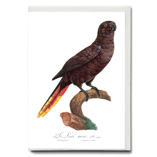 The Black Lory, Chalcopsitta atra   - Wenskaart