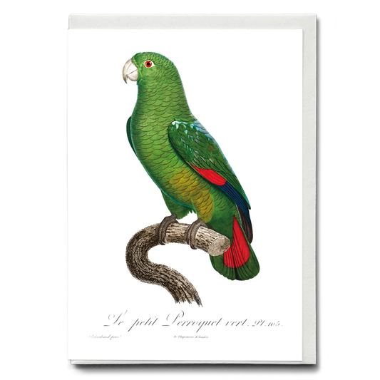 The Black-Billed Amazon, Amazona agilis  - Wenskaart