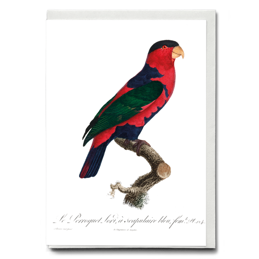 The Black-Capped Lory Lorius lory I - Wenskaart