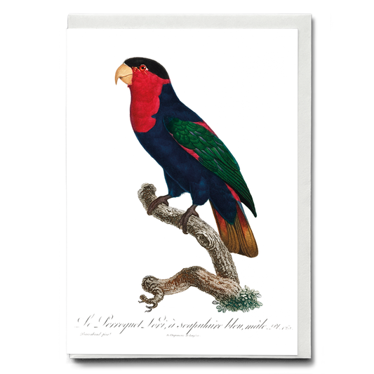 The Black-Capped Lory, Lorius lory II - Wenskaart