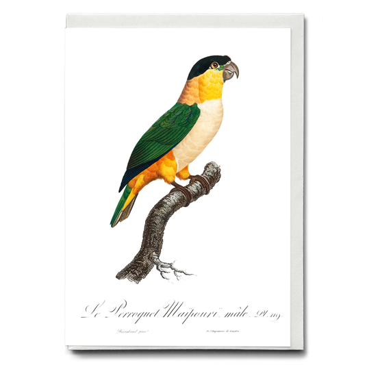 The Black-Headed Parrot  - Wenskaart