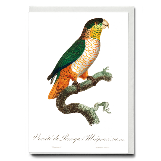 The Black-Headed Parrot, Pionites melanocephalus  - Wenskaart