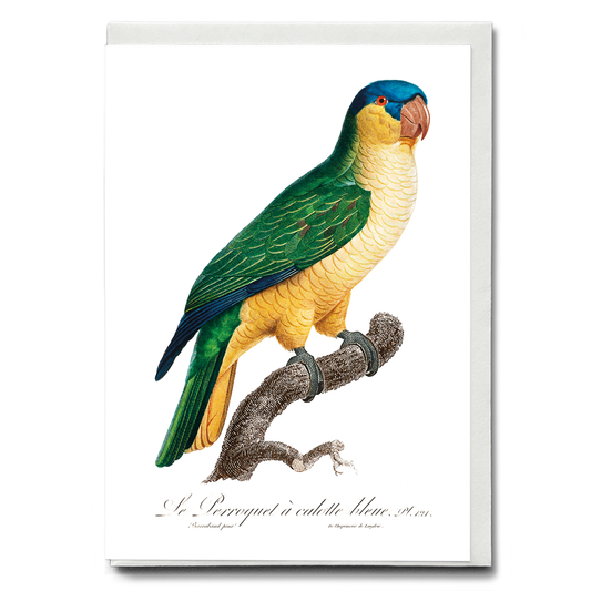 The Black-Lored Parrot, Tanygnathus gramineus  - Wenskaart