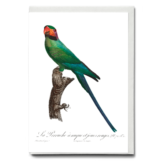 The Blossom-Headed Parakeet with Red Cheeks   - Wenskaart