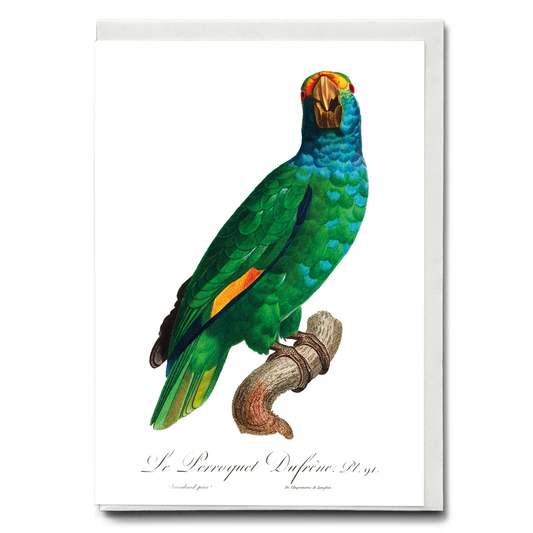 The Blue-Cheeked Amazon, Amazona dufresniana  - Wenskaart