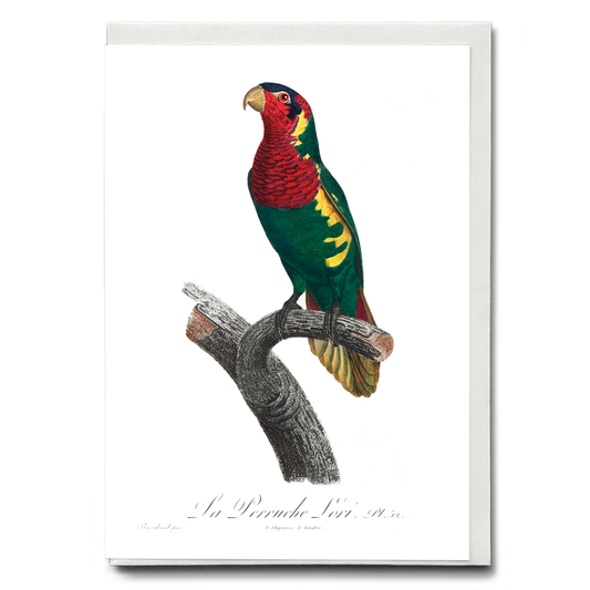 The Blue-Headed Lorikeet (Trichoglossus haematodus)   - Wenskaart