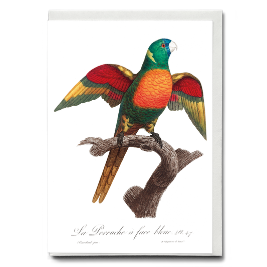 The Blue-Headed Parrot, Pionus menstruus   - Wenskaart