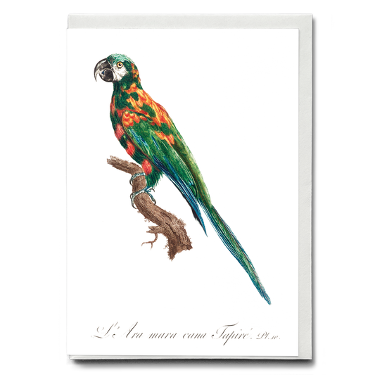 The Blue-Winged Macaw, Primolius maracana I - Wenskaart
