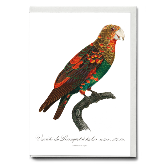 The Brown-Necked Parrot  - Wenskaart