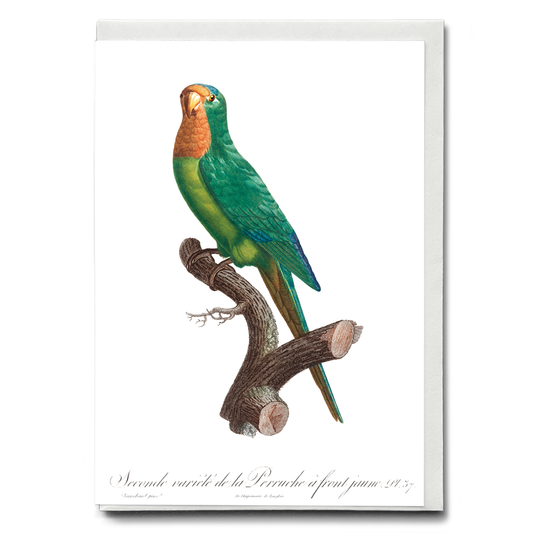 The brown-throated parakeet, Eupsittula pertinax  - Wenskaart