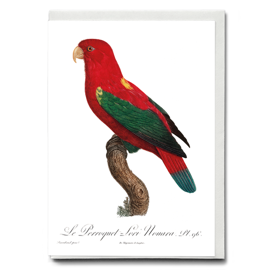 The Chattering Lory, Lorius garrulus  - Wenskaart