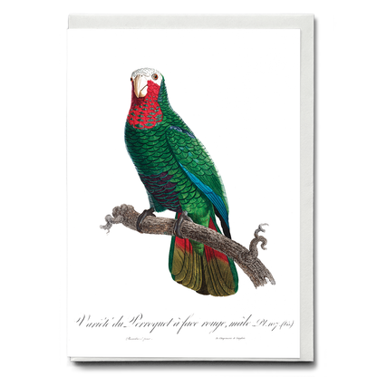The Cuban Amazon (Amazona leucocephala)  - Wenskaart