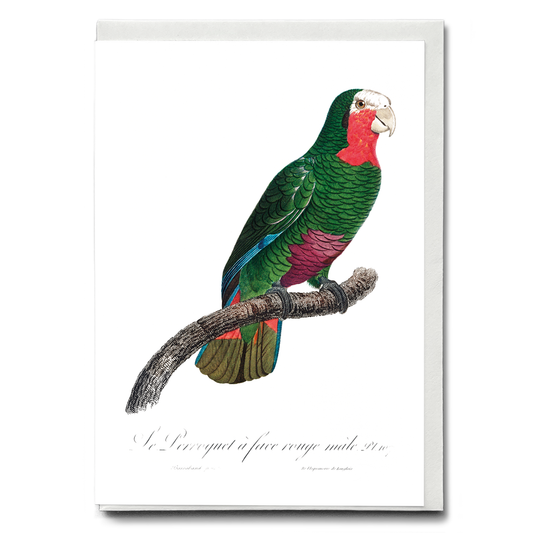 The Cuban Amazon, Amazona leucocephala I - Wenskaart