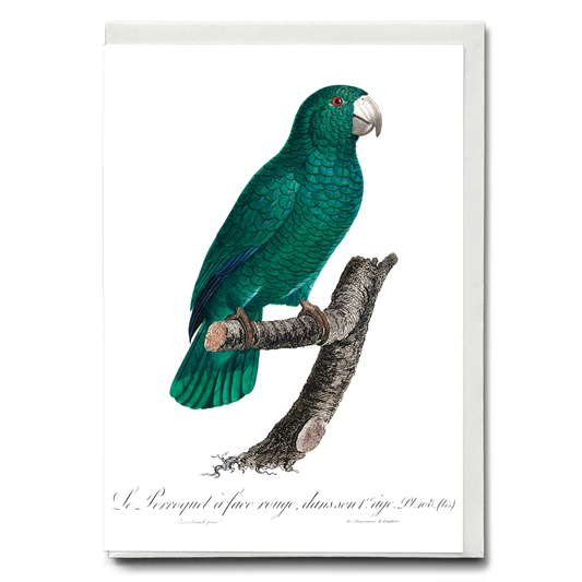 The Cuban Amazon, Amazona leucocephala II - Wenskaart