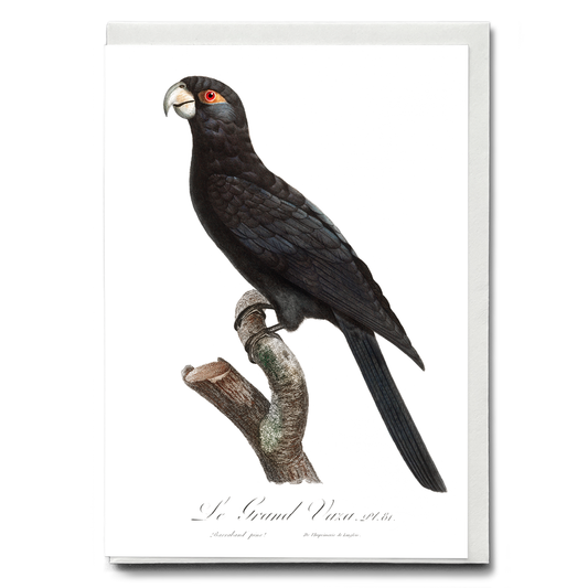 The Greater Vasa Parrot  - Wenskaart