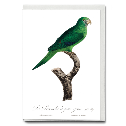 The Grey-Cheeked Parakeet (Brotogeris pyrrhoptera)  - Wenskaart