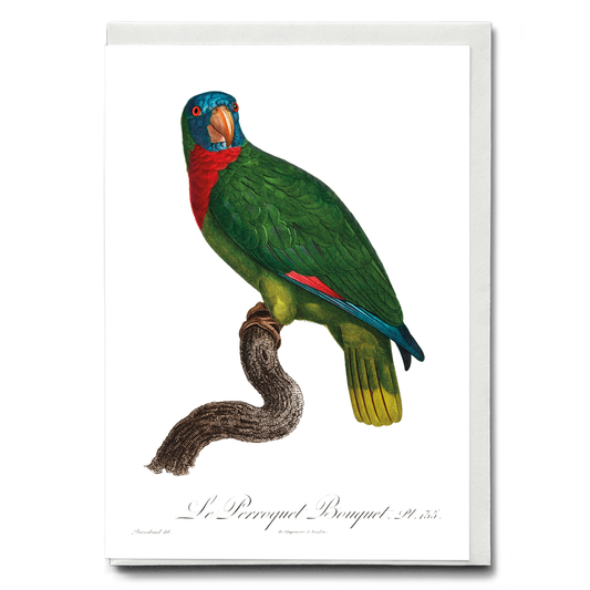 The Red-Necked Amazon, Amazona arausiaca  - Wenskaart
